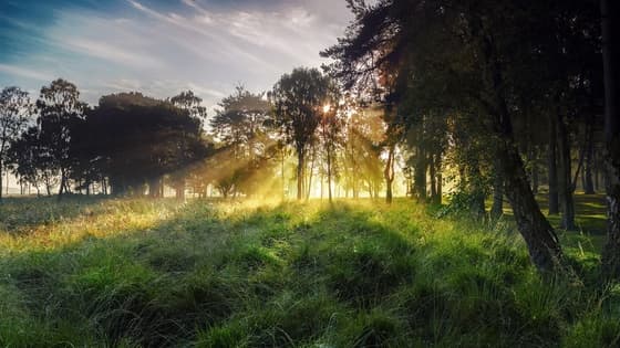 Morning-landscape-sky-rays-sun-grass-forest_1600x900 (1).jpg