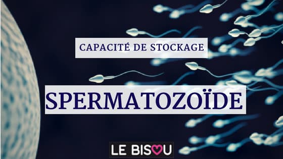 spermatozoide