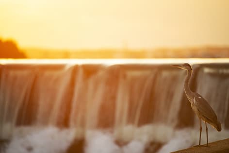 oiseau héron cendré